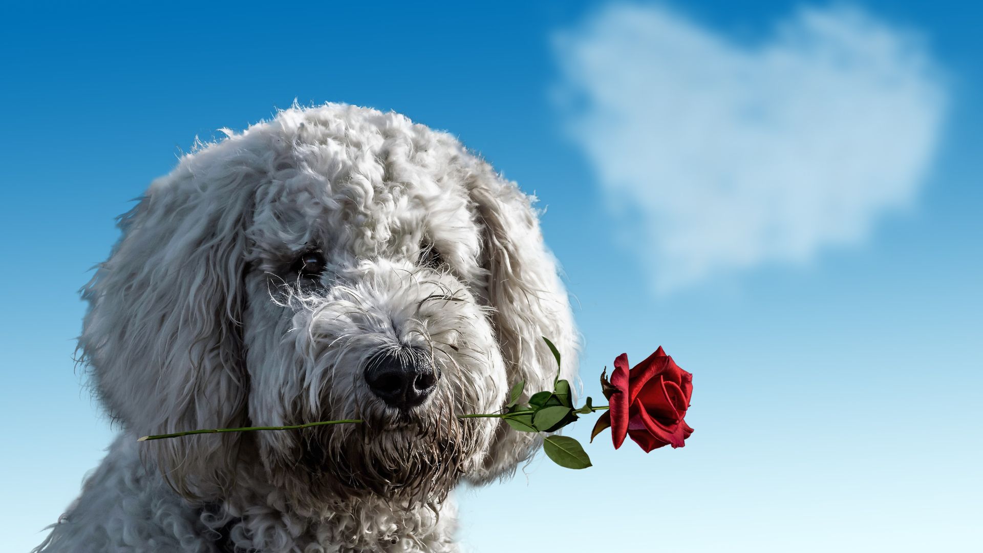 Dog with flower