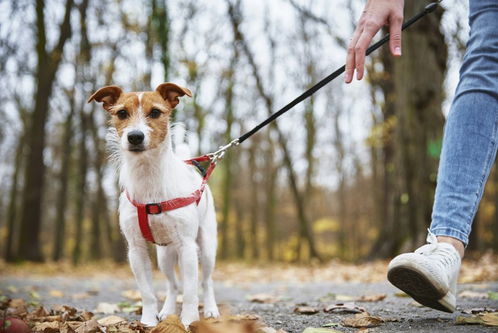 Woman with dog walk in autumn park