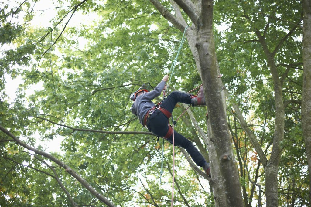 Young male trainee tree surgeon climbing tree trunk