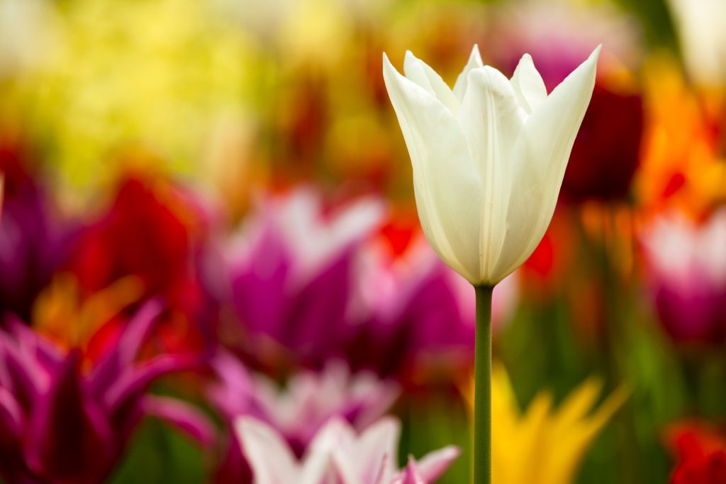 Colorful tulips