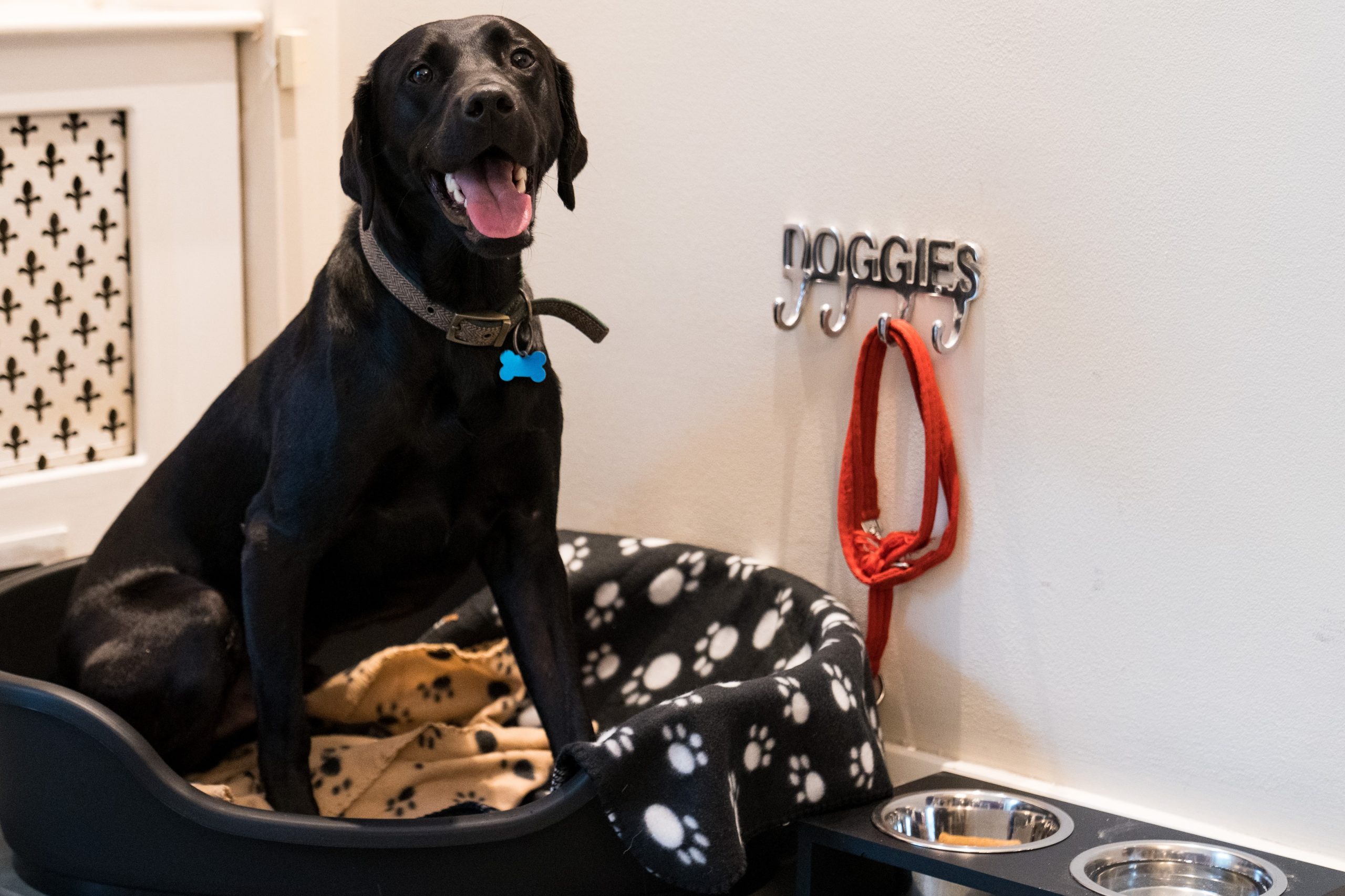 Dog-scaled.jpg